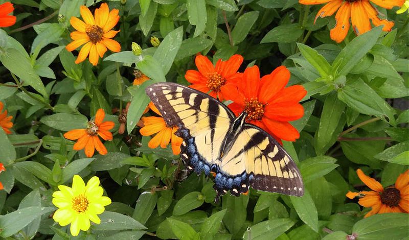 Nectar Rich Flowers Attract Adult Butterflies