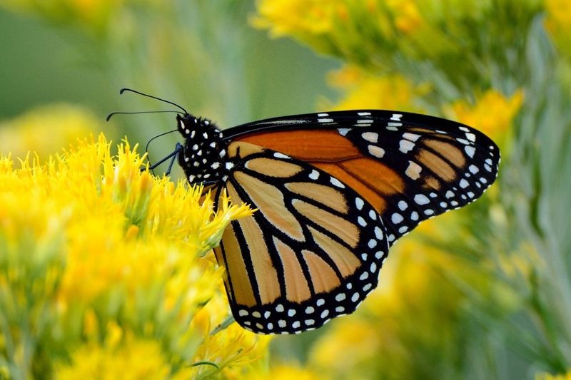 Nectar Runs Out Too Early Nectar Runs Out Too Early