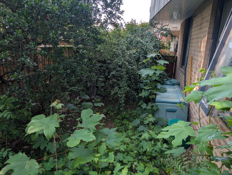 Neglected Corners With Dense, Uncut Vegetation