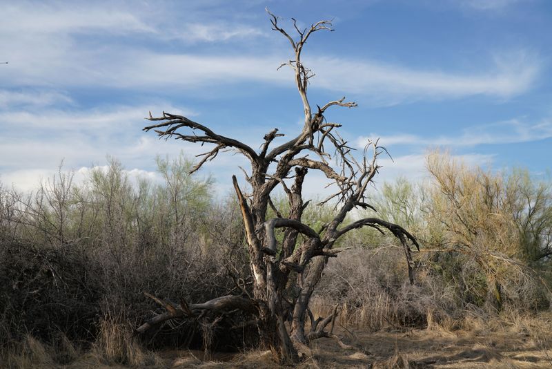 Neglecting A Declining Tree Lets Infestations Take Hold