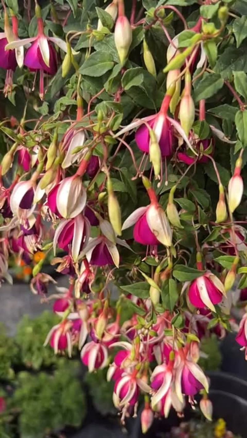 Neglecting Consistent Pruning Through The Season Neglecting Consistent Pruning Through The Season