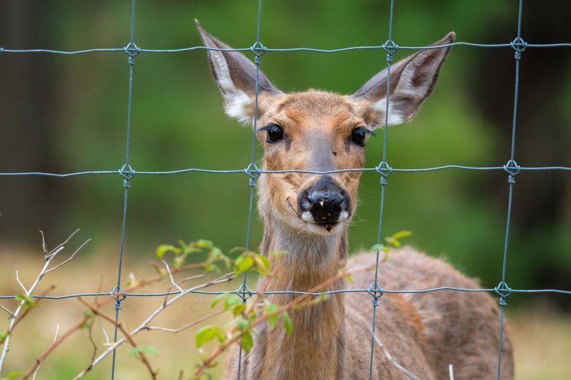 Neglecting Deer-Proof Fencing