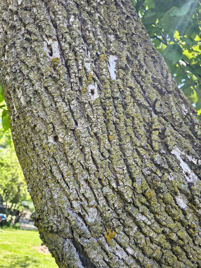 Neighboring Ash Trees Decline Together