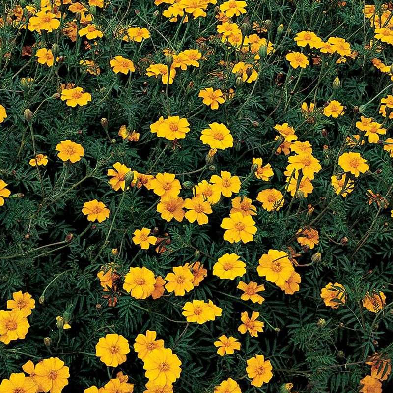 'Nema-Gone' Is The Strongest Soil-Pest Pick 'Nema-Gone' Is The Strongest Soil-Pest Pick