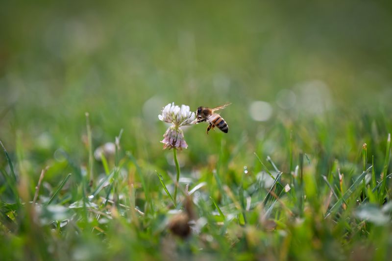 Neonicotinoid Lawn Products Are Restricted Statewide Neonicotinoid Lawn Products Are Restricted Statewide