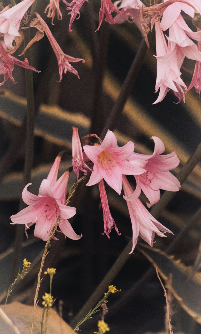 Nerine Nerine