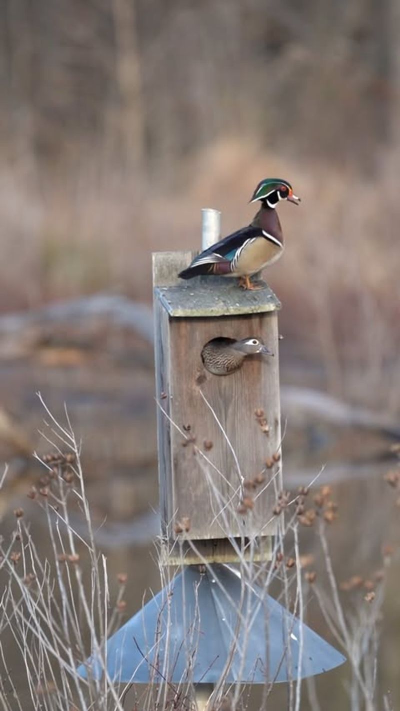 Nest Boxes Increase Local Wood Duck Numbers Nest Boxes Increase Local Wood Duck Numbers