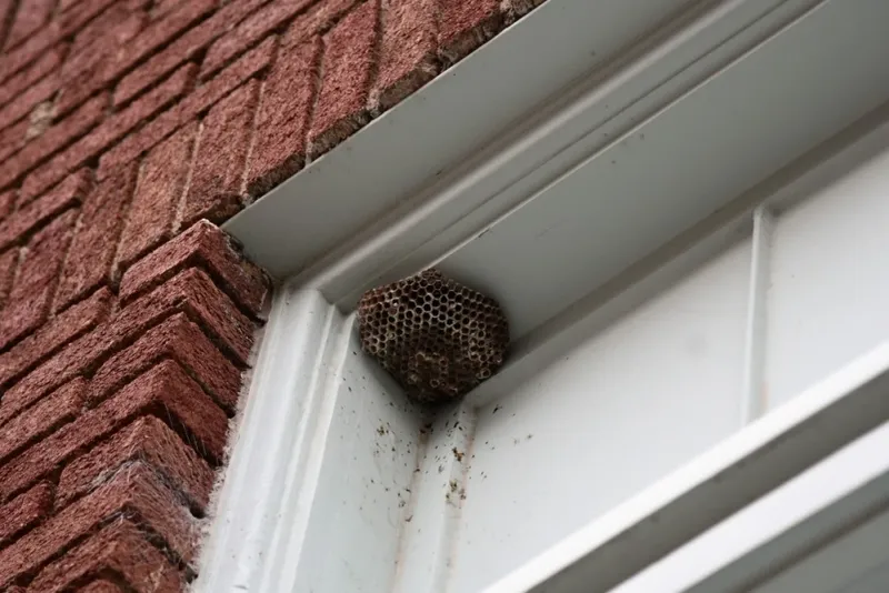 Nest Checks Are Still Important
