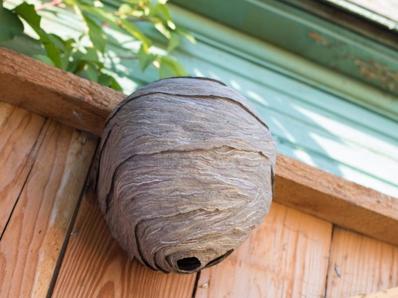 Nest Location Can Help Identify The Species Nest Location Can Help Identify The Species