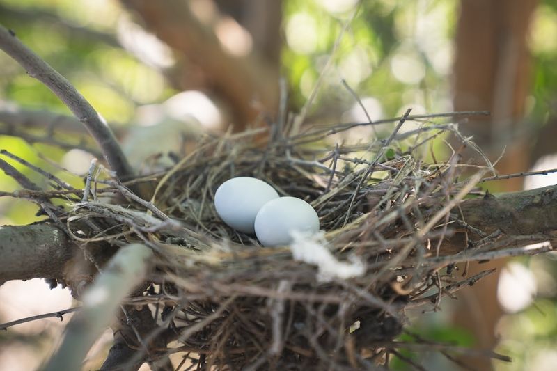 Nesting Activity May Be Winding Down