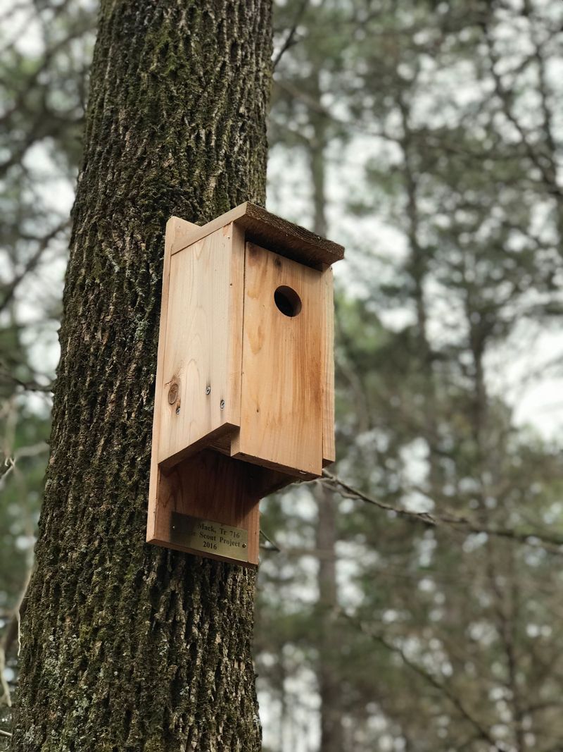 Nesting Boxes Give Owls A Reason To Stay