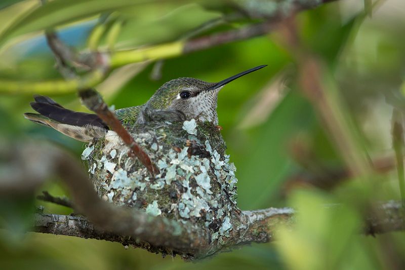 Nesting Females Are Prioritizing Closer Food Sources