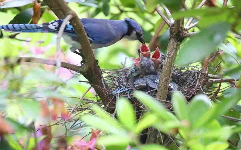 Nesting Habitat May Be Close To Your Yard