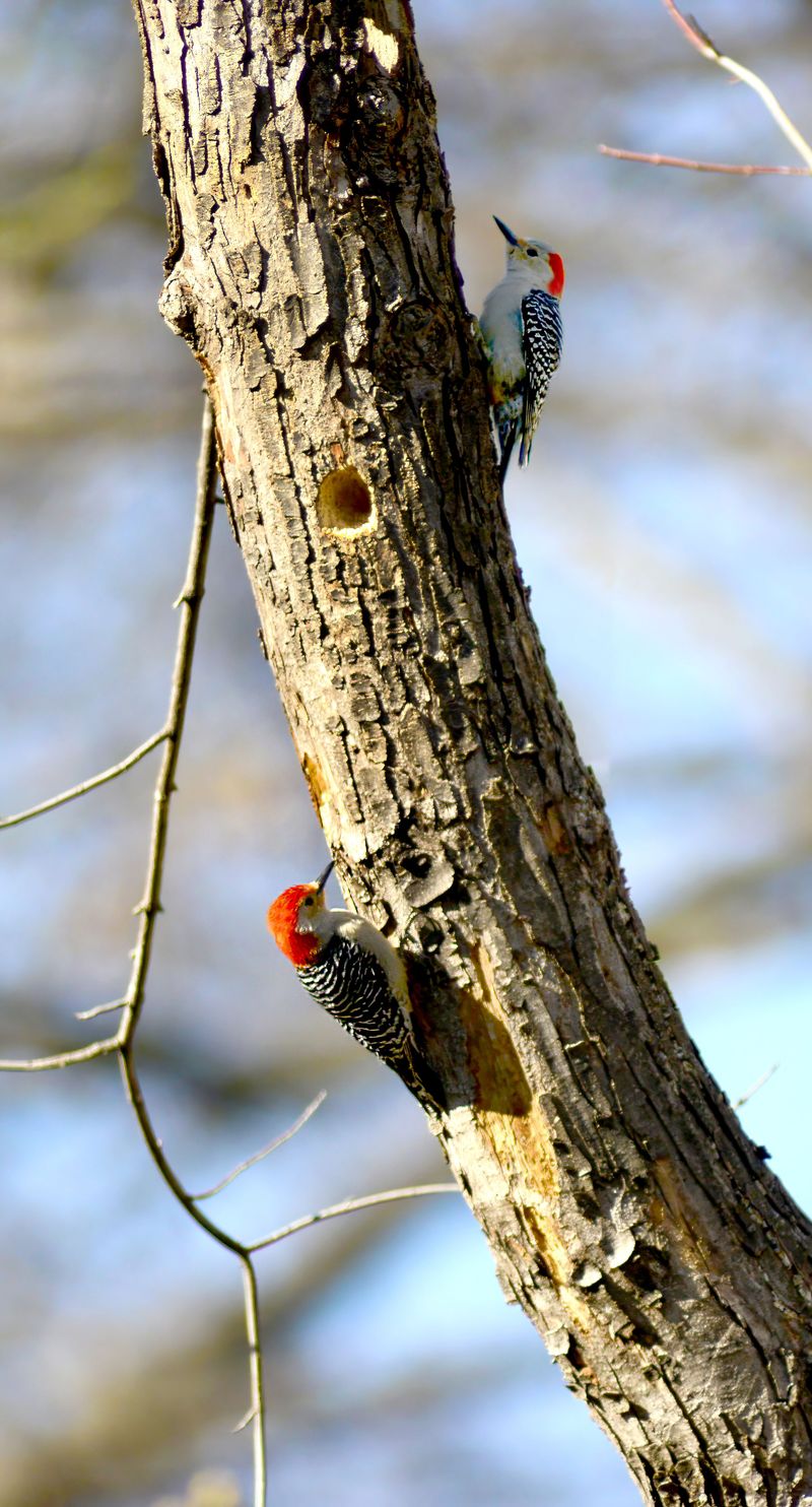 Nesting Habits That Bring Them Back Each Spring