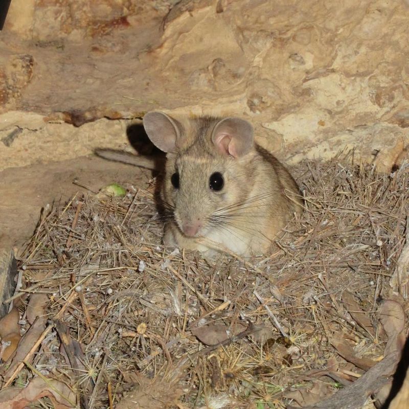Nesting Materials Can Build Up Quickly Nesting Materials Can Build Up Quickly
