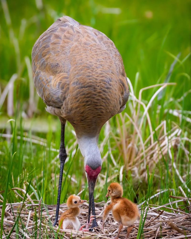 Nesting Season Makes Them Loyal Nesting Season Makes Them Loyal