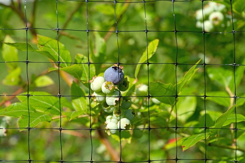 Net Bushes Before Birds Find Them Net Bushes Before Birds Find Them