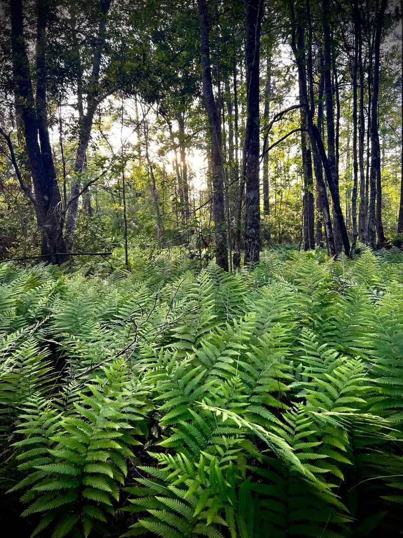 Netted Chain Fern (Woodwardia Areolata) Netted Chain Fern (Woodwardia Areolata)