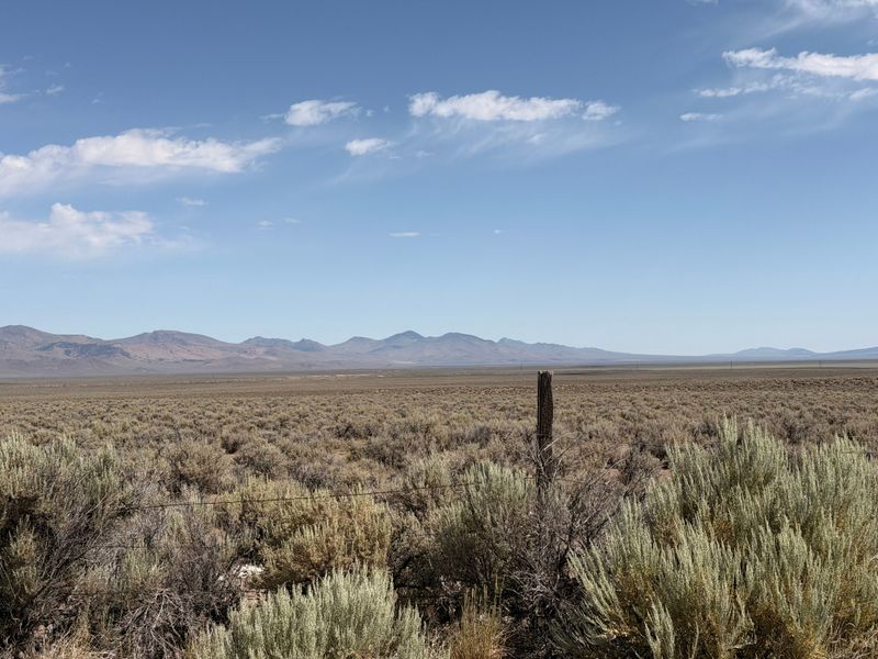Nevada Sagebrush