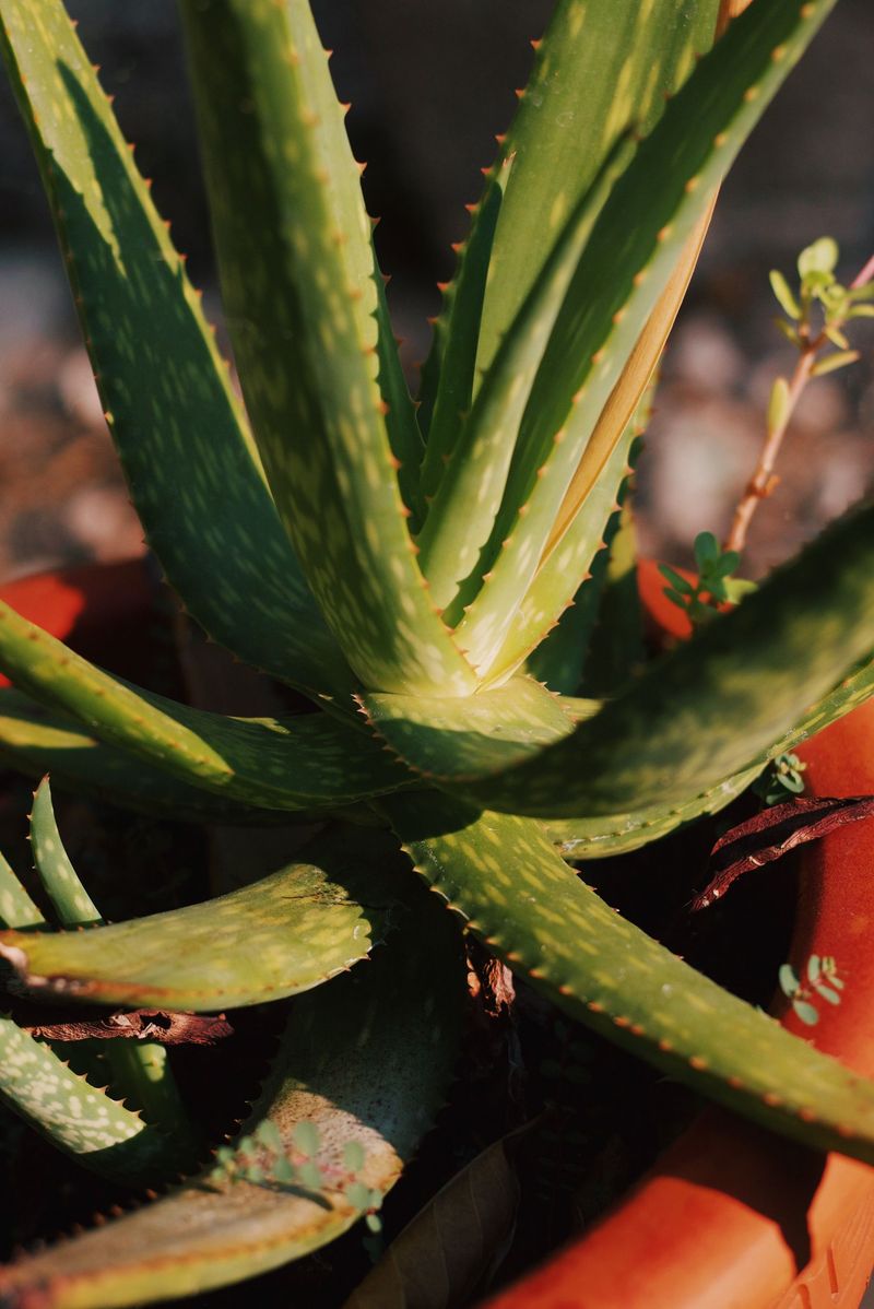 Nevada Summers Push Aloe Into A Resting Phase Nevada Summers Push Aloe Into A Resting Phase