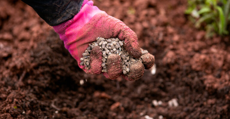 chicken pellet manure