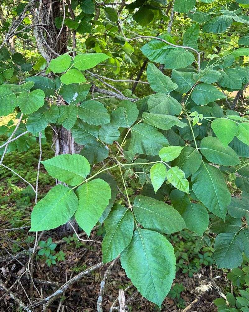 Never Burn Poison Ivy Debris Never Burn Poison Ivy Debris