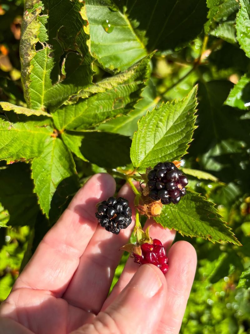 Never Compost Live Blackberry Crowns Never Compost Live Blackberry Crowns