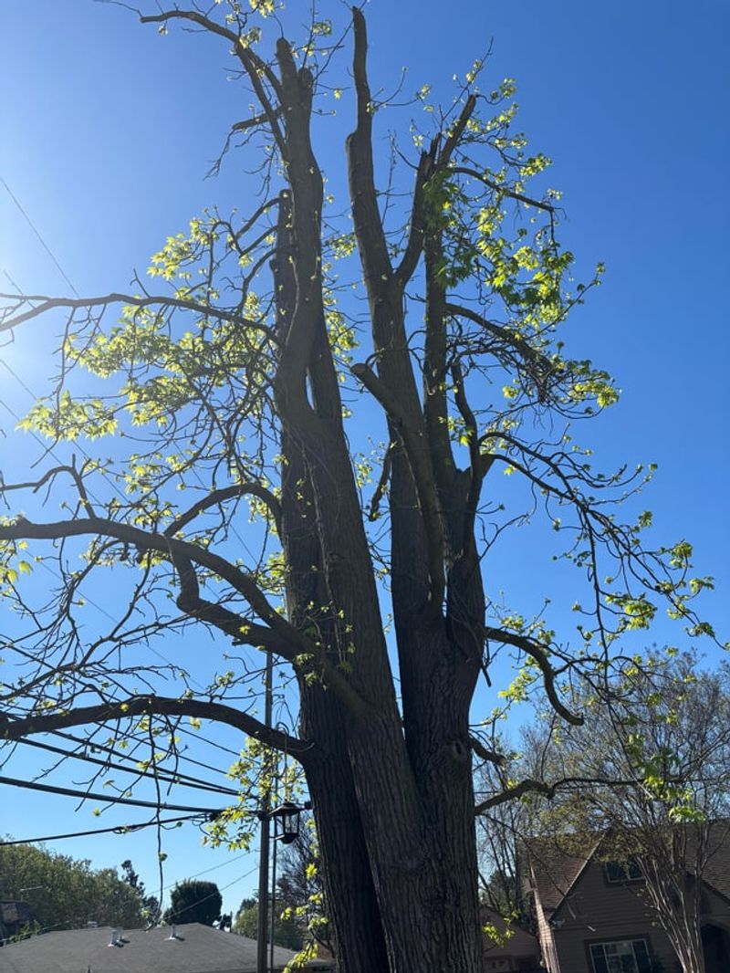 Never Damage The Neighbor's Tree Never Damage The Neighbor's Tree