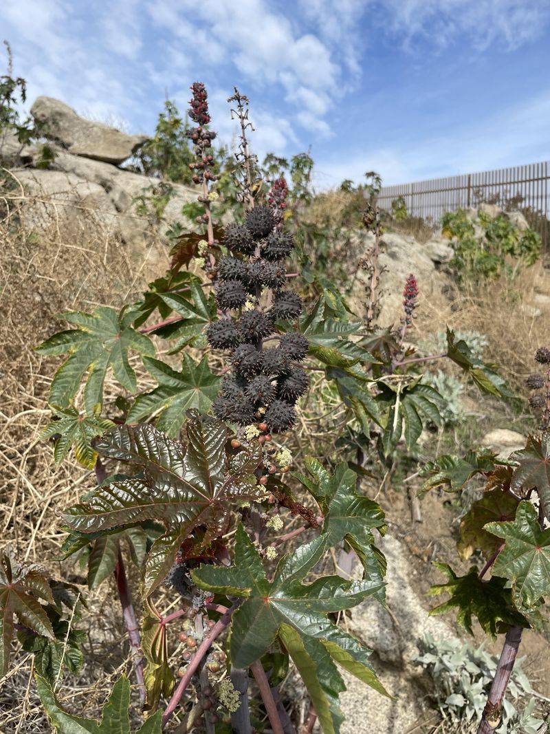 Never Handle Seed Pods Barehanded Never Handle Seed Pods Barehanded