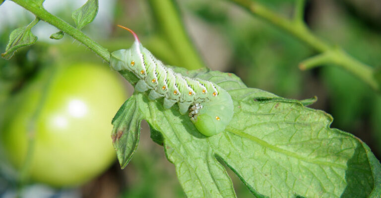 Never Ignore These Chewed Tomato Leaves In Your Pennsylvania Garden