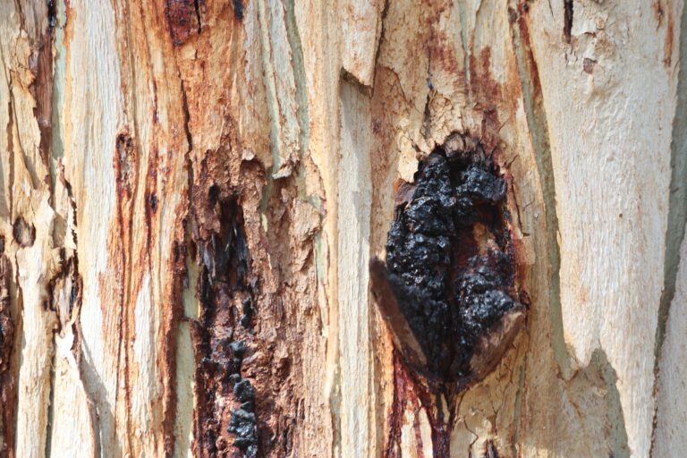 sticky black substance on tree