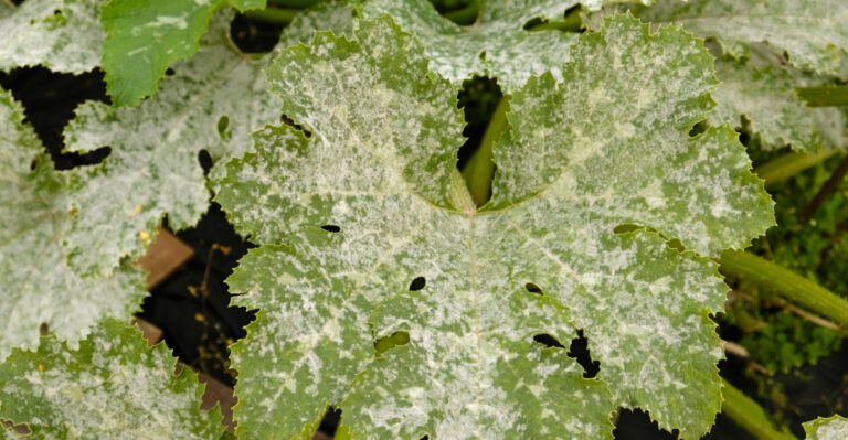 Never Ignore This White Dust Spreading Across Your Pennsylvania Garden Beds