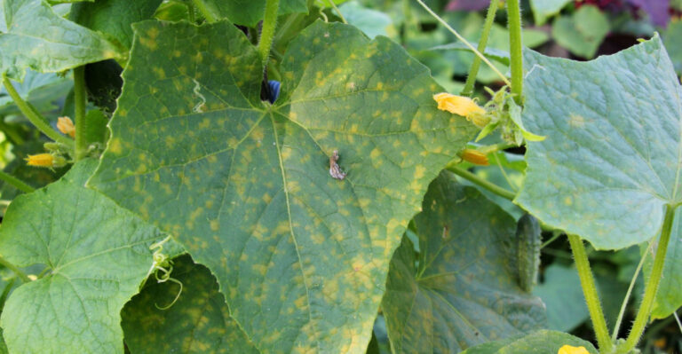 Never Ignore This Yellow Spotting On Your Pennsylvania Cucumber Leaves