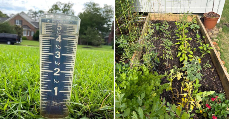 Never Leave Your Irrigation Running Before Mid-Week Storms Or North Carolina Roots Will Drown