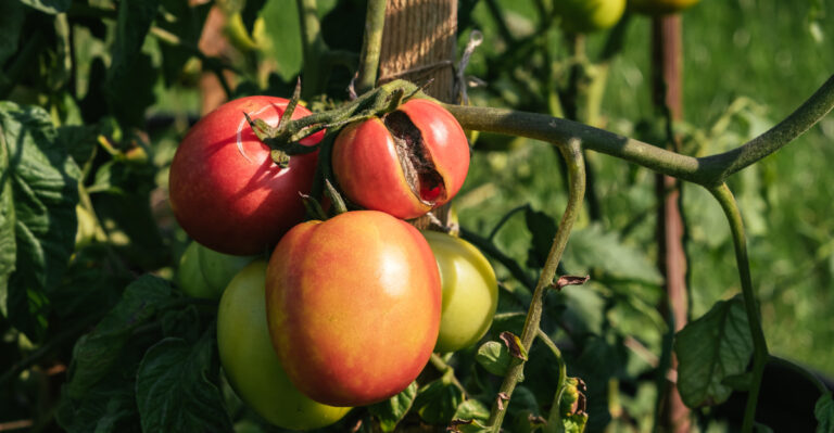 Never Leave Your Ripe Tomatoes On The Vine Before Heavy Pennsylvania Rain