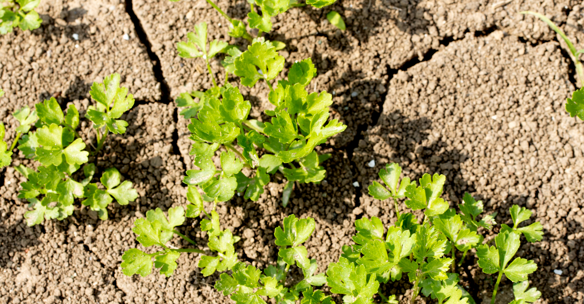 dry cracked soil