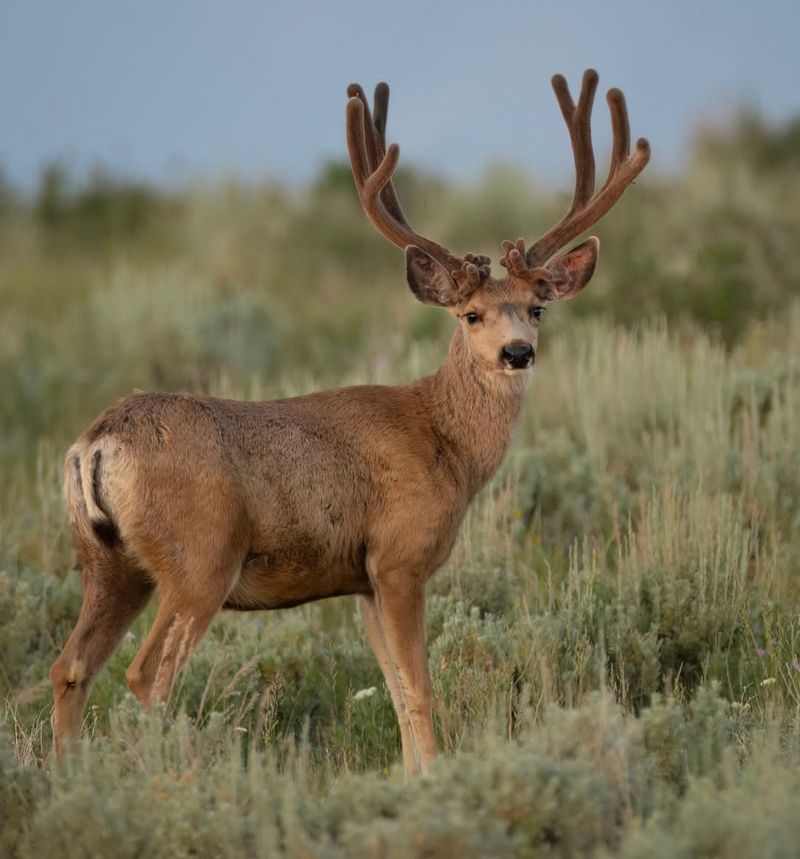Never Offer Food To Visiting Deer