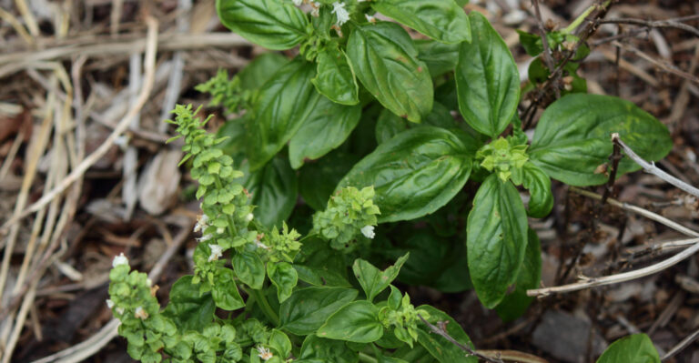 basil