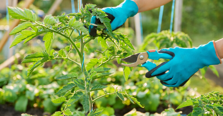 Never Prune Tomato Foliage During This Oregon Heatwave