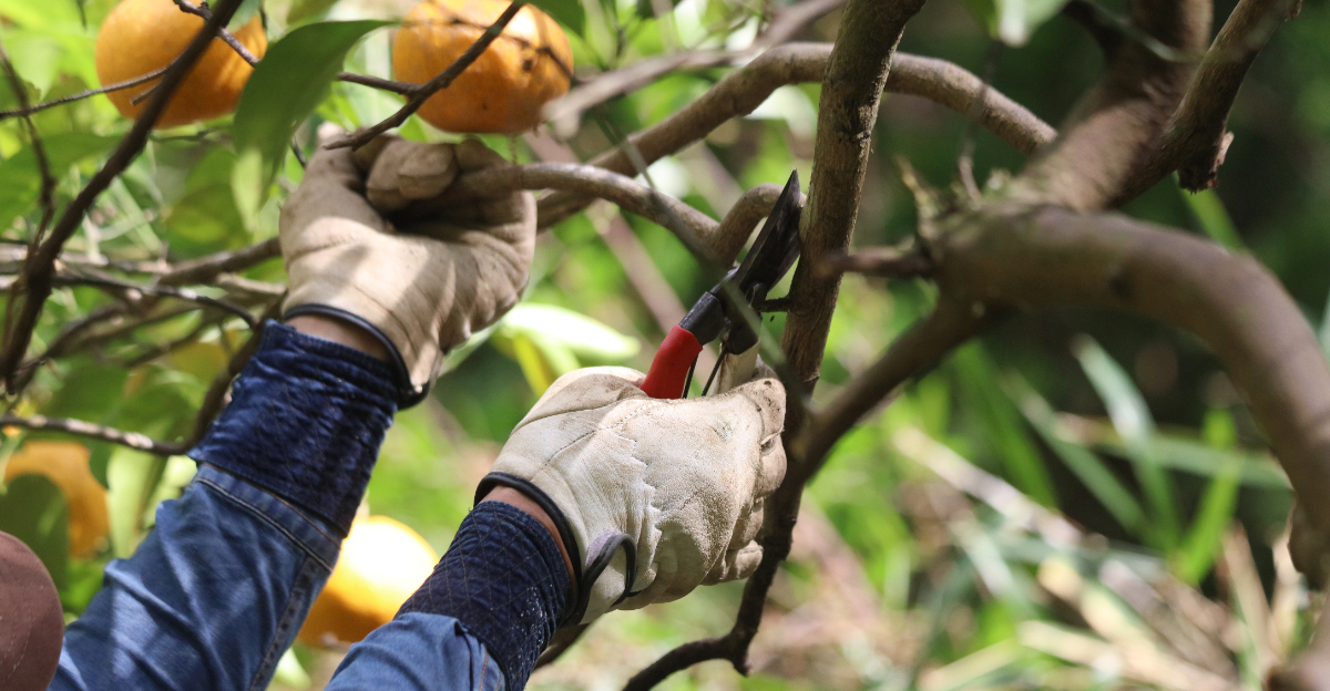citrus tree (featured image)