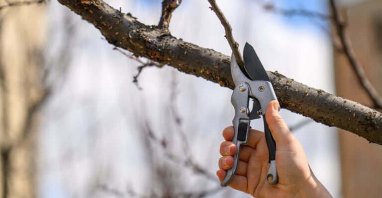 pruning fruit tree (featured image)
