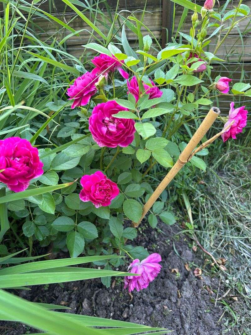 Never Spray Open Flowers Directly Never Spray Open Flowers Directly