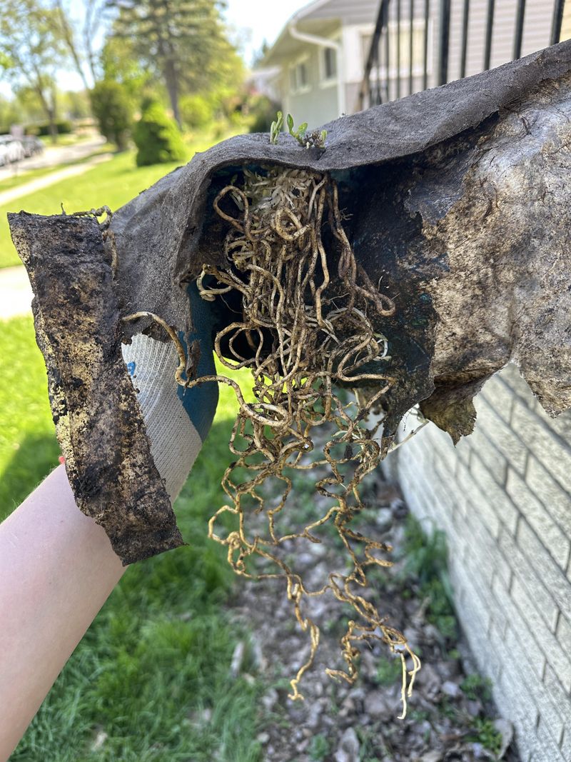 Never Toss Root Pieces In Compost Never Toss Root Pieces In Compost