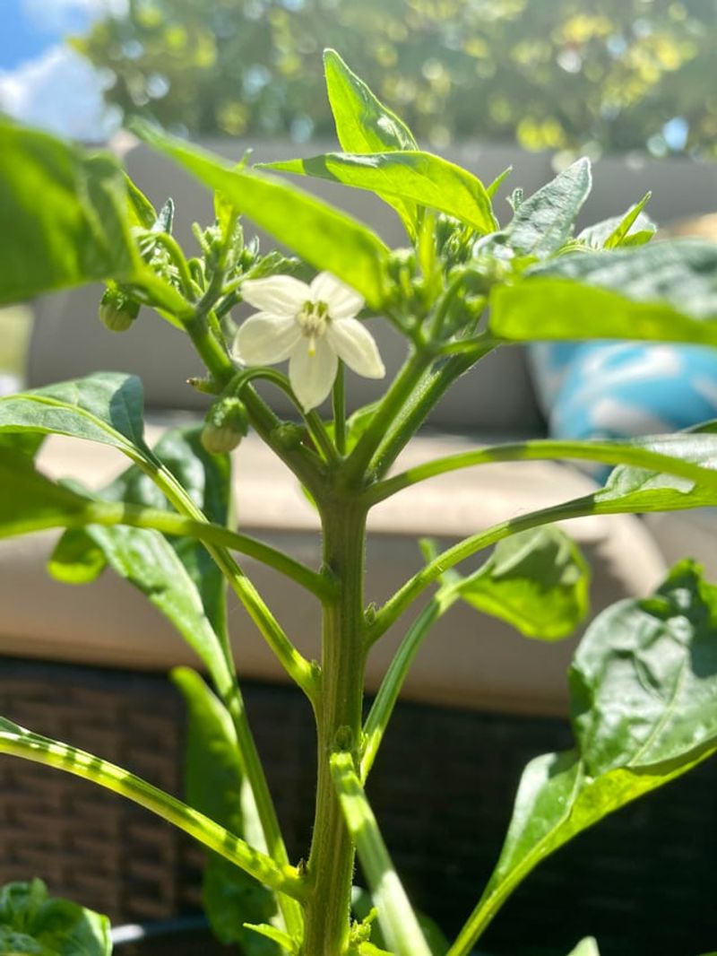 New Blooms May Return