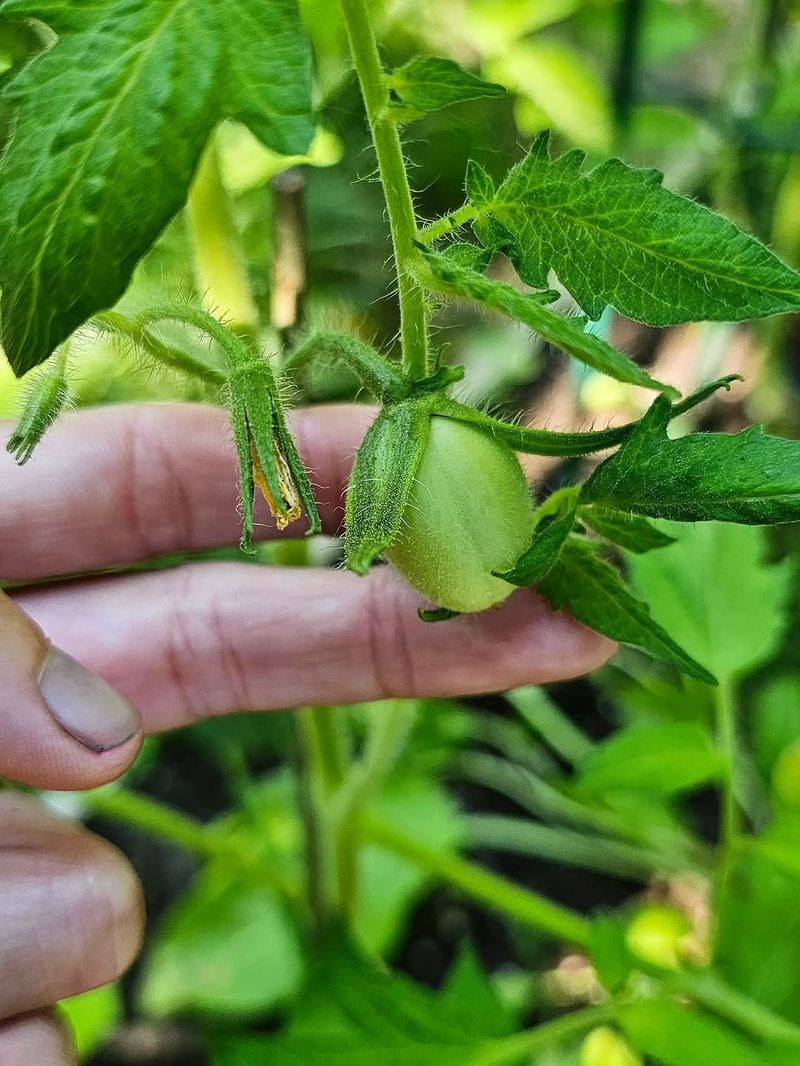 New Blossoms Need Cooler Conditions