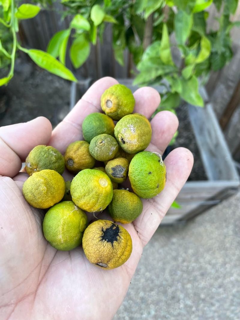 New Citrus Trees Shed Fruit More Easily New Citrus Trees Shed Fruit More Easily