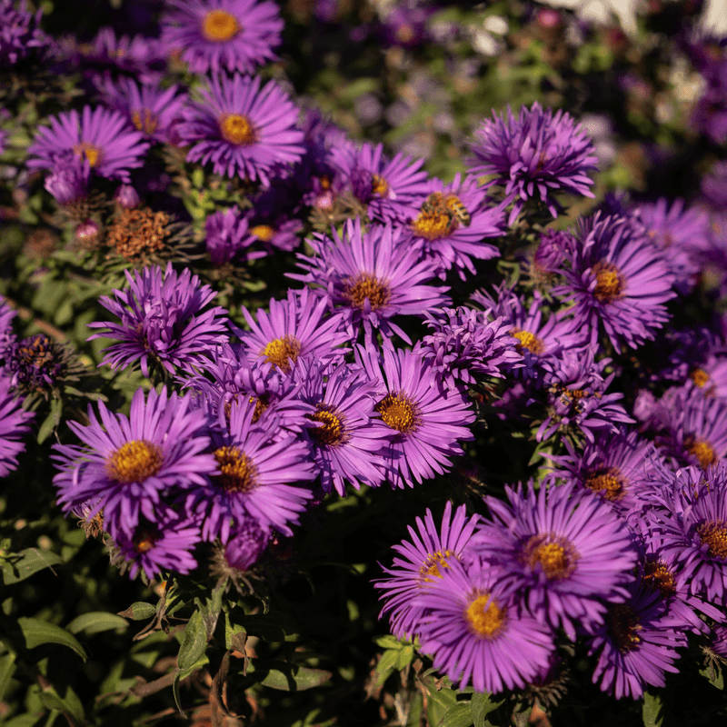 New England Aster New England Aster