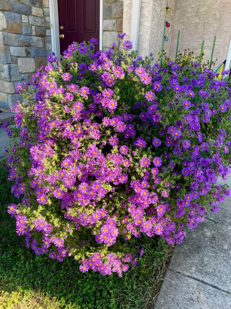 New England Aster Brings August Color New England Aster Brings August Color