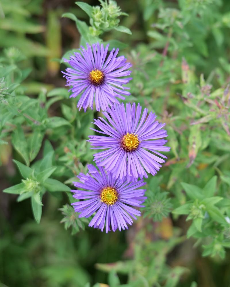 New England Aster Carries Color Into Fall