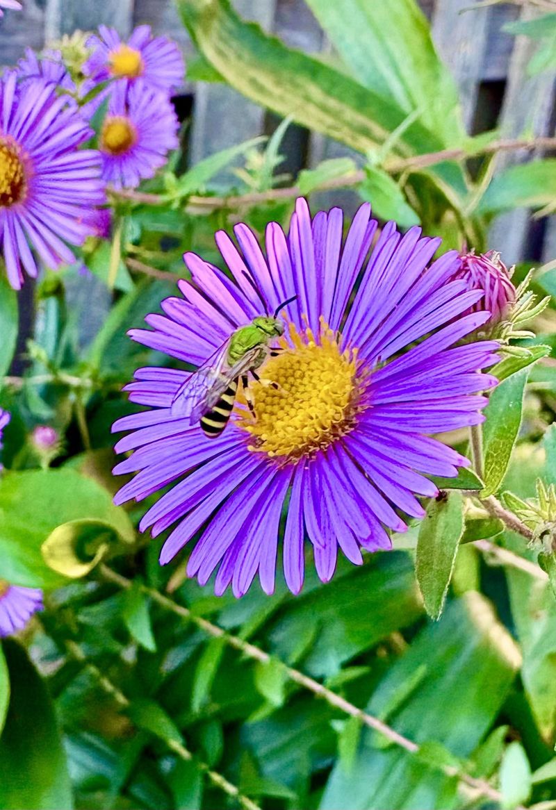 New England Aster Finishes Fall New England Aster Finishes Fall